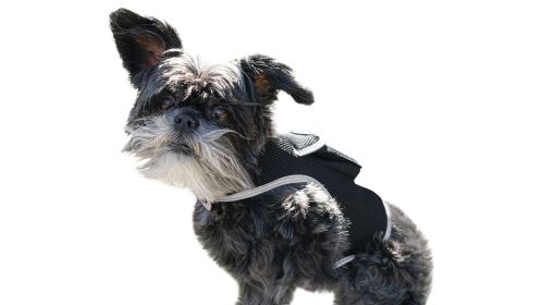 Portable GPS Tracking for Dog Realtime Waterproof Collar Pet Tracker Size:M